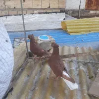 سرخ دم سفید خال سیاه