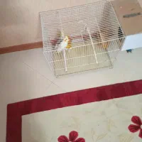 جفت عروس هلندی مولد|پرنده|مشهد, شریف|دیوار