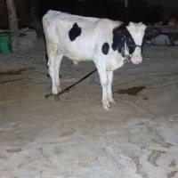 گوساله|حیوانات مزرعه|لالی, |دیوار