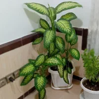 گل طبیعی