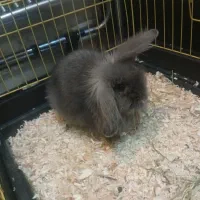 خرگوش لوپ رنگ بلو