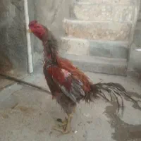 خروس لاری