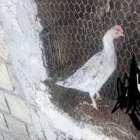 جوجه خروس دورگه گلین لری و محلی|حیوانات مزرعه|یزد, |دیوار