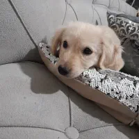 واگذاری سگ|سگ|مشهد, سیسآباد|دیوار