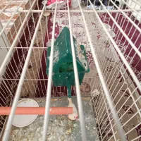 یک جفت فنچ با جوجه|پرنده|مشهد, شترک|دیوار