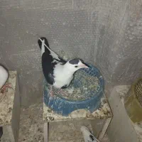 کفتر