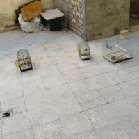 سهره جوجه بهاره|پرنده|مهاجران, |دیوار