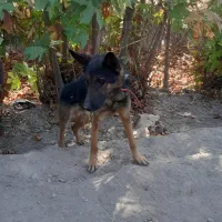 سگ نگهبان|سگ|مبارکه, |دیوار