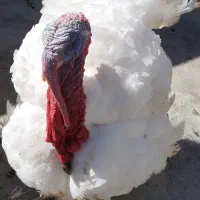 بوقلمون بیوتی گوشتی