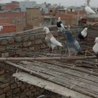 پرنده|پرنده|گنبد کاووس, |دیوار