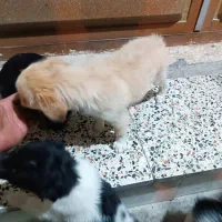 سگ گلدن اشپیتز|سگ|بهبهان, |دیوار