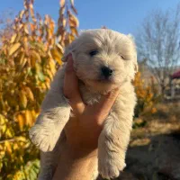 توله شیتزو نر واگذاری