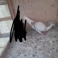 کبوتر ماده|پرنده|گرگان, |دیوار