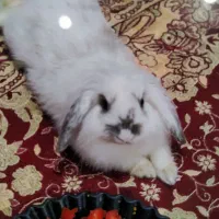 لوپ خانگی