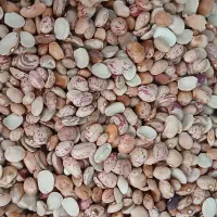 لوبیا چیتی ایرانی کیلوی 200|خوردنی و آشامیدنی|مشهد, شهید معقول|دیوار