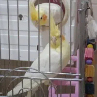 گمشده