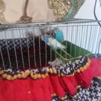 مرغ عشق|پرنده|بزینه رود, |دیوار