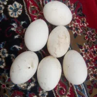 تخم مرغ غاز