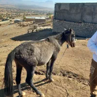 اسب‌جوان‌ونر