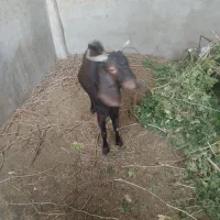 بزغاله فروشی|حیوانات مزرعه|بردسکن, |دیوار