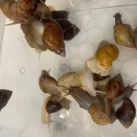 حلزون مولد اچاتینا گوشت سفید و گوشت مشکی|خزنده|تهران, ارم|دیوار