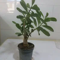 گل و گیاه آپارتمانی|گل و گیاه طبیعی|سقز, |دیوار