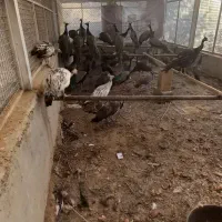 طاووس نر|پرنده|برخوار, |دیوار