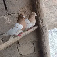 کله زرد|پرنده|لیلان, |دیوار