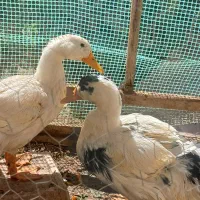 جوجه اردک|حیوانات مزرعه|زاوه, |دیوار