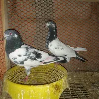 شیخی پاکستانی