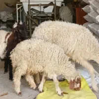 میش عربی دو بره ایی