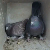 دو عدد کبوتر نر معاوضه با کبوتر ماده