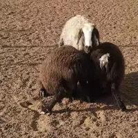 میش اصیل شال