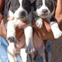 توله سگ قدرجونی وآلابای بشرط نگهبان باغ