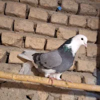 ۵تا کبوتر نر پرشی تضمینی|پرنده|خان ببین, |دیوار