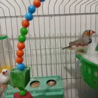 فنچ