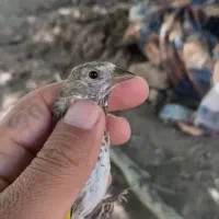 جوجه سهره