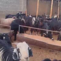 فروش بز،نر،ماده،کهره