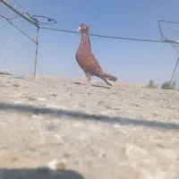 سرخ دم سفید