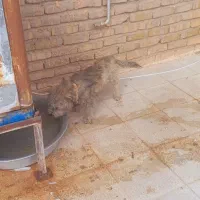 سگ پاکوتاه