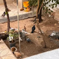 گنجه کبوتر فروشی|پرنده|شاهین‌شهر, شهرک گلدیس|دیوار