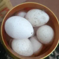 تخم بوقلمون دونه ای50000تومان