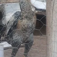 خروس لاری اوشامو