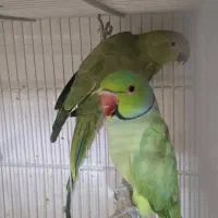 عروس هلندی طوطی. گرینچیک مرغ عشق کوتوله