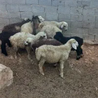 سلام فروش ۹ راس بره ۶راس نره و۳ راس ماده