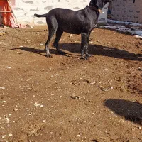 سگ شکاری اصل اصل