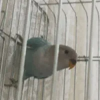 طوطی برزیلی|پرنده|الوند, |دیوار