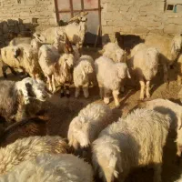 ۱۰۰۰۰۰۰۰۰۰۰|حیوانات مزرعه|دهدشت, |دیوار