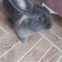 گمشده|موش و خرگوش|تربت جام, شیخ احمد جامی|دیوار