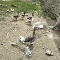 حیوانات مزرحه